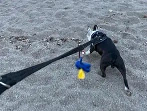 A black and white Boston Terrier on a black lead with poo bags on a dog friendly beach in Mojacar.