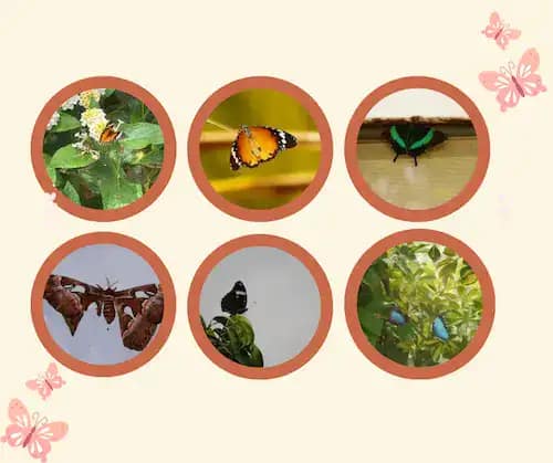 A selection of images of butterflies set in small circles